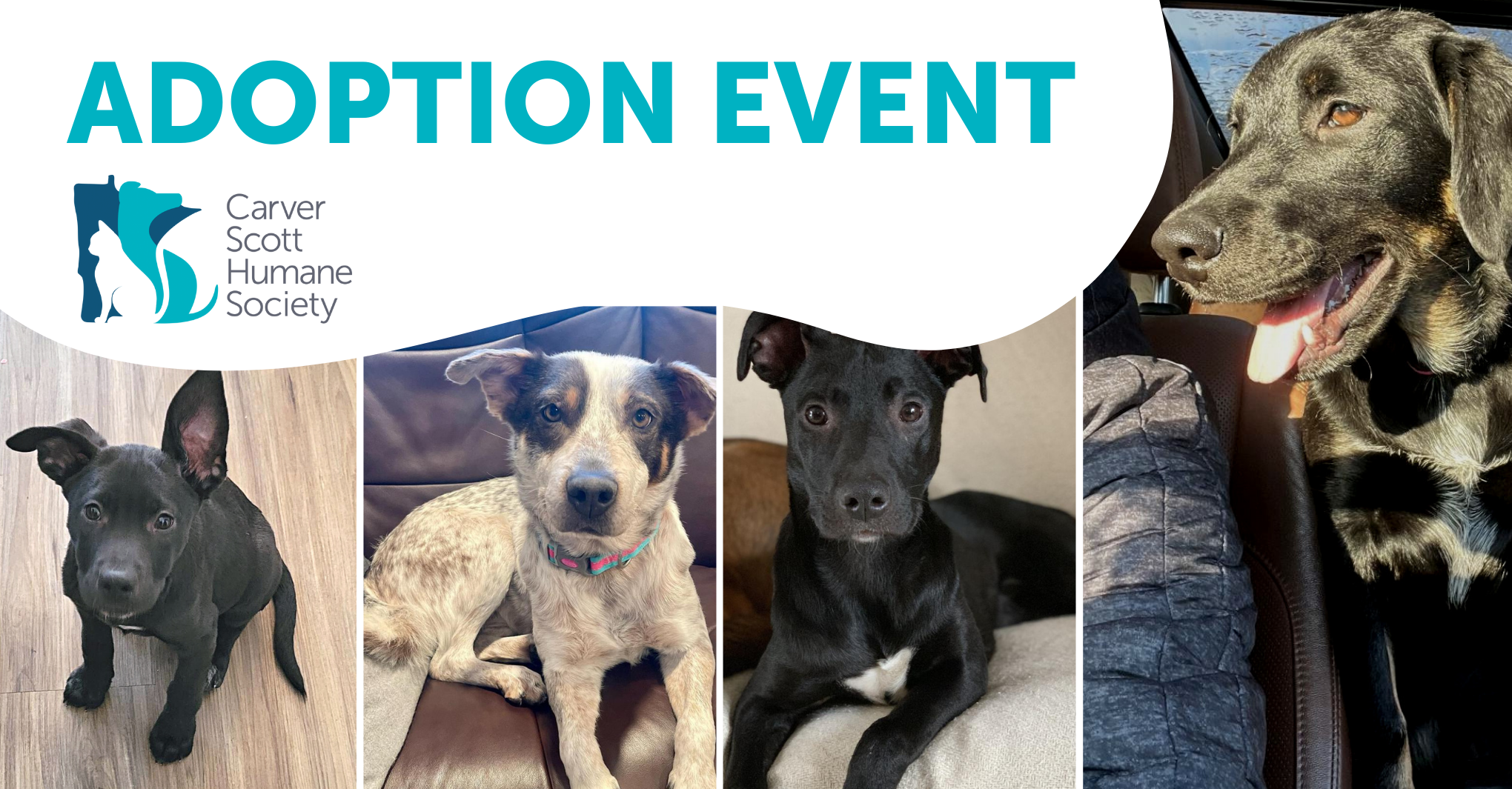 Adoption Event at PetSmart Eden Prairie Carver Scott Humane